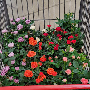 Meet your Posher, Hang